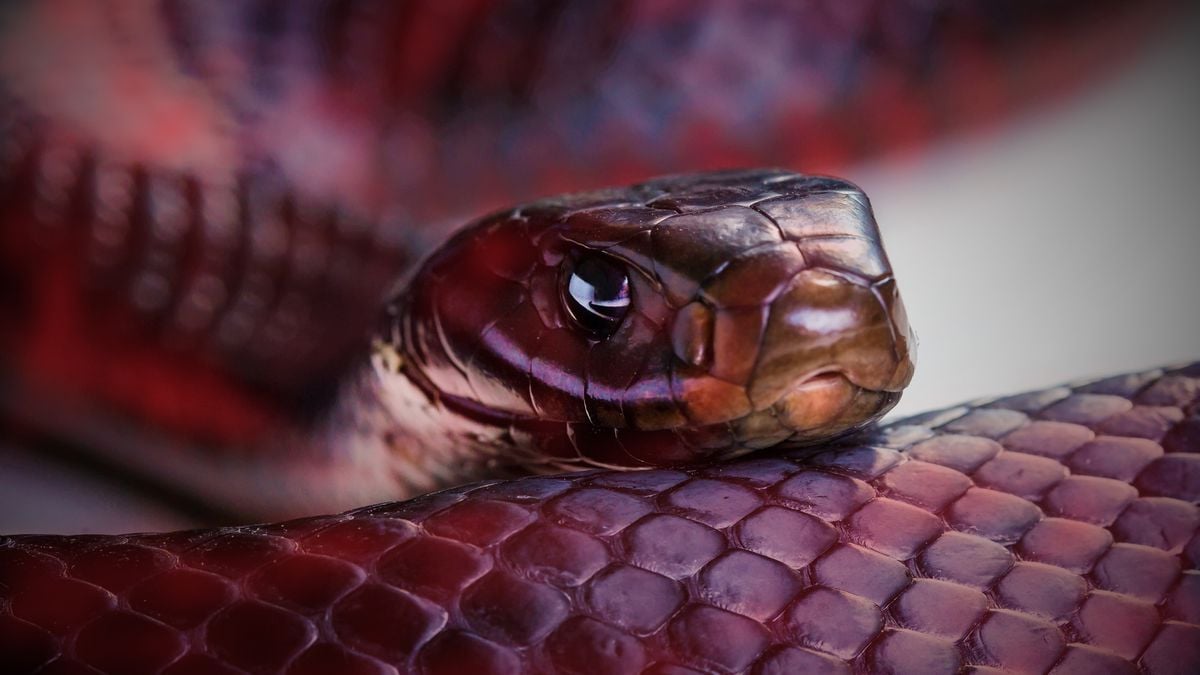 Cobras sem pálpebras e com restos de pernas? Descubra curiosidades