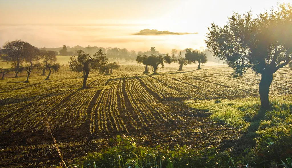 Produtores de azeitona nas oliveiras dependem do clima adequado para as colheitas (Imagem: Reprodução/Giorgio Giorgi/Pixabay)