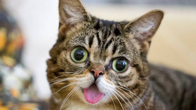 Famosa na internet, a falecida gata Lil Bub terá suas cinzas enviadas ao espaço