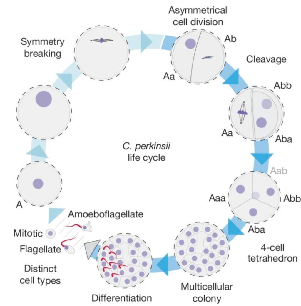 O ciclo de vida do organismo unicelular, muito semelhante ao desenvolvimento de um embrião no reino animal (Imagem: Olivetti et al./Nature)