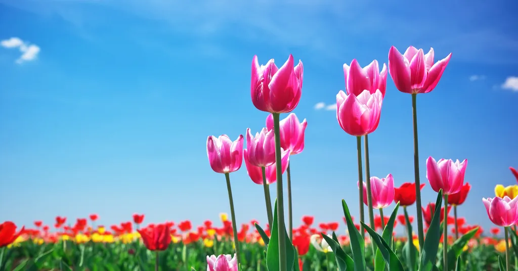 O bulbo das tulipas pode provocar problemas gastrointestinais em cachorros e gatos (Imagem: Rozum/Envato)