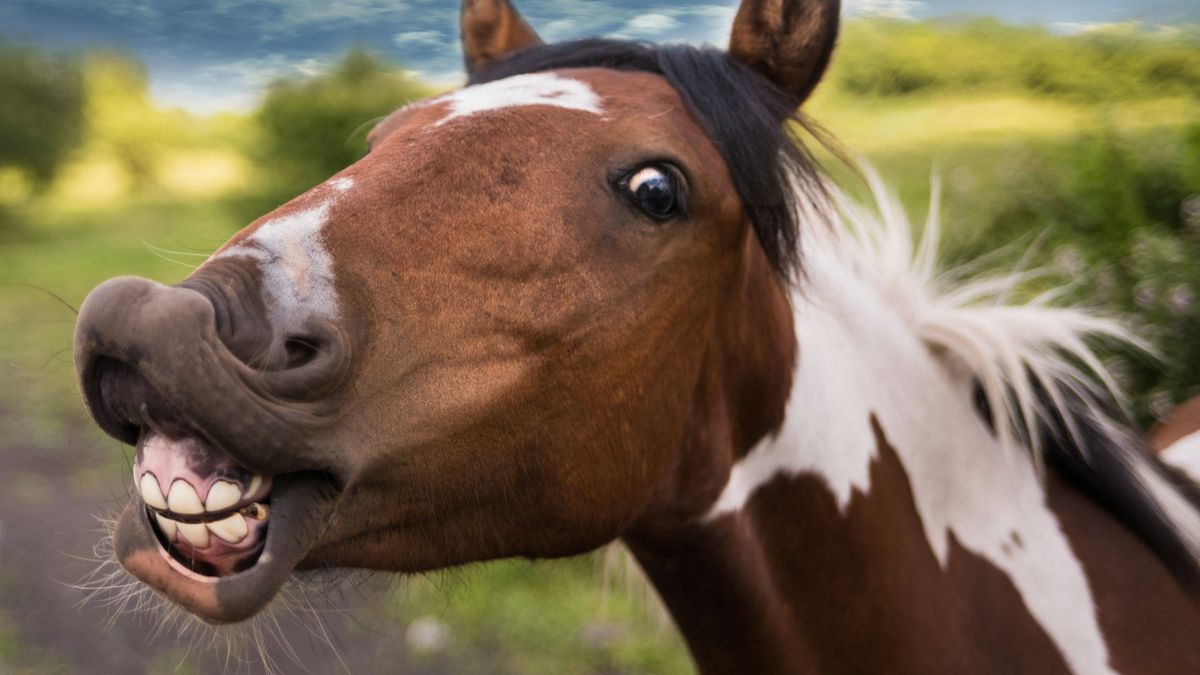 Cavalos têm repertório mais complexo do que você imaginava de expressões faciais