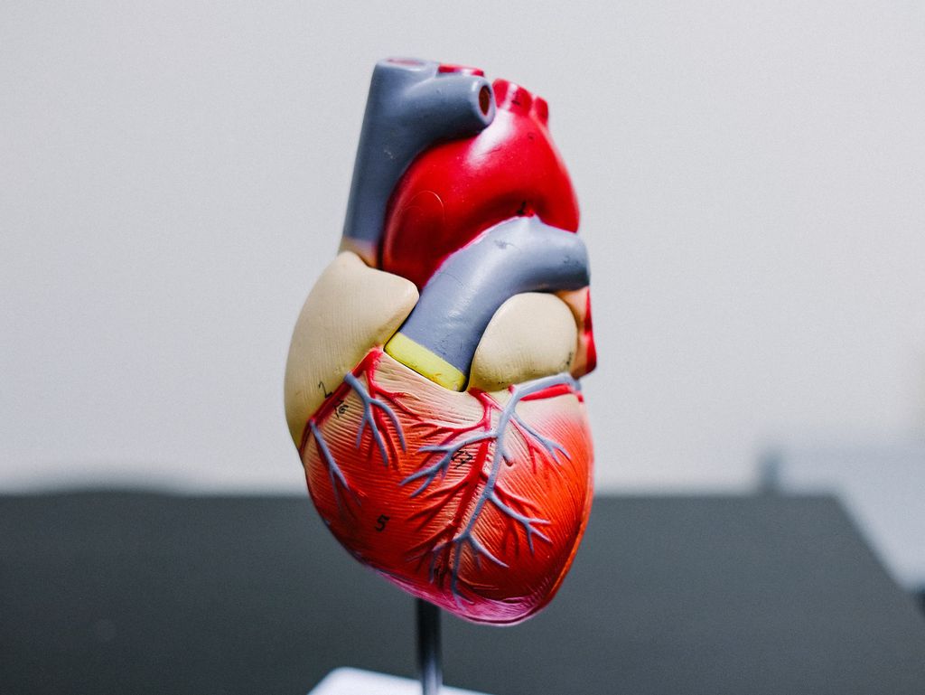 O paciente tem mais risco do que normalmente se tem ao receber um transplante de coração humano, segundo médicos(Imagem: Neonbrand/Unsplash)