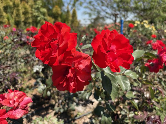 iPhone Air - Câmera traseira