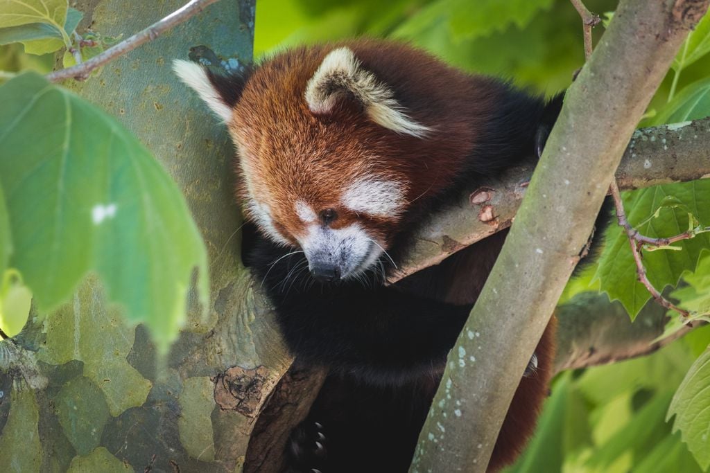 O panda-vermelho é um animal ameaçado de extinção que vive nas florestas de países da Ásia; uma de suas nomenclaturas, raposa-de-fogo, é a tradução literal de Firefox (Imagem: Quentin Grignet/Unsplash)
