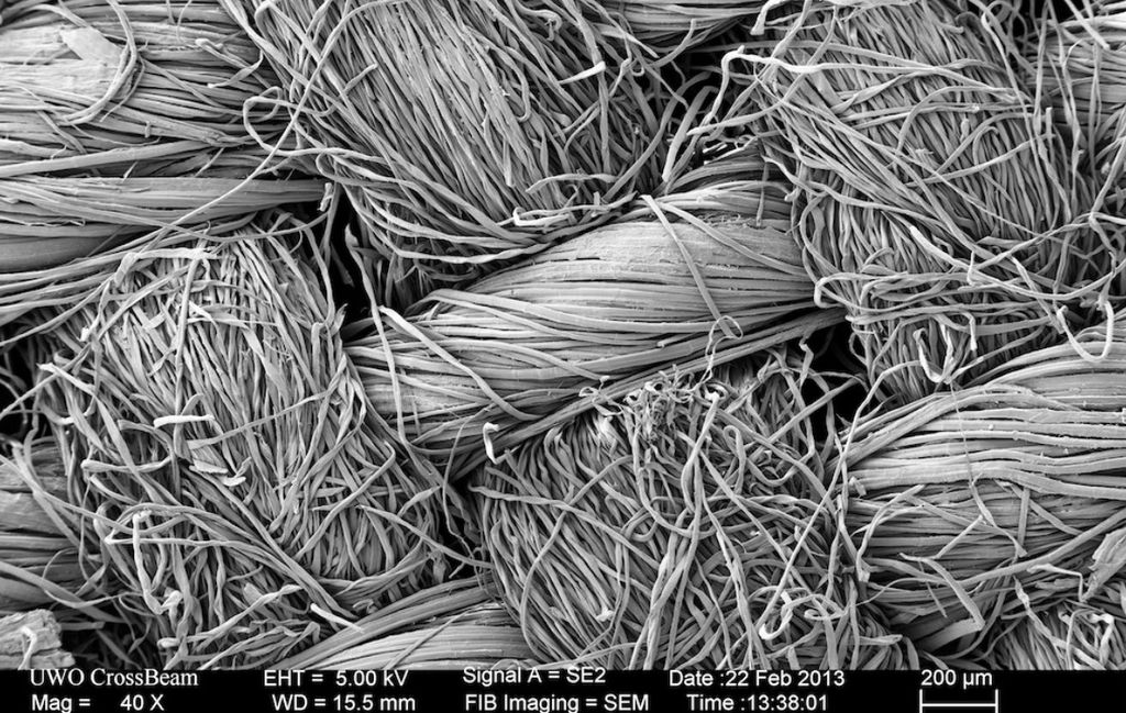 Imagem microscópica do técido (Imagem: Reprodução/OeWF) 