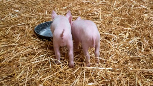 É ciência! Mamíferos podem respirar pelo ânus (e isso será avaliado na COVID)