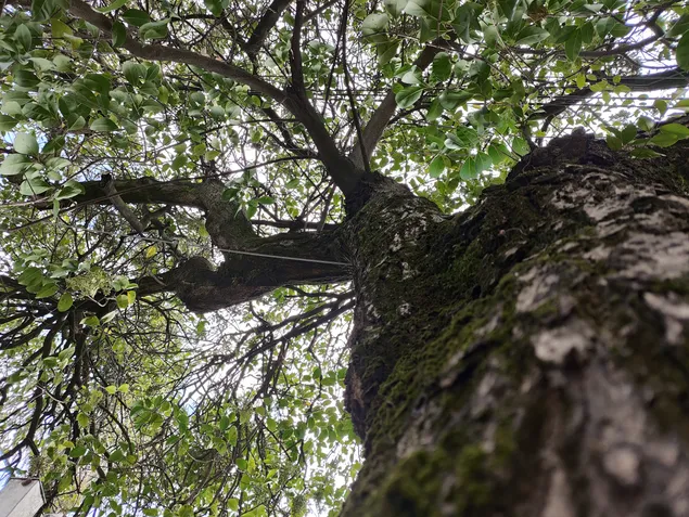 Poco F5 Pro - C&acirc;mera principal