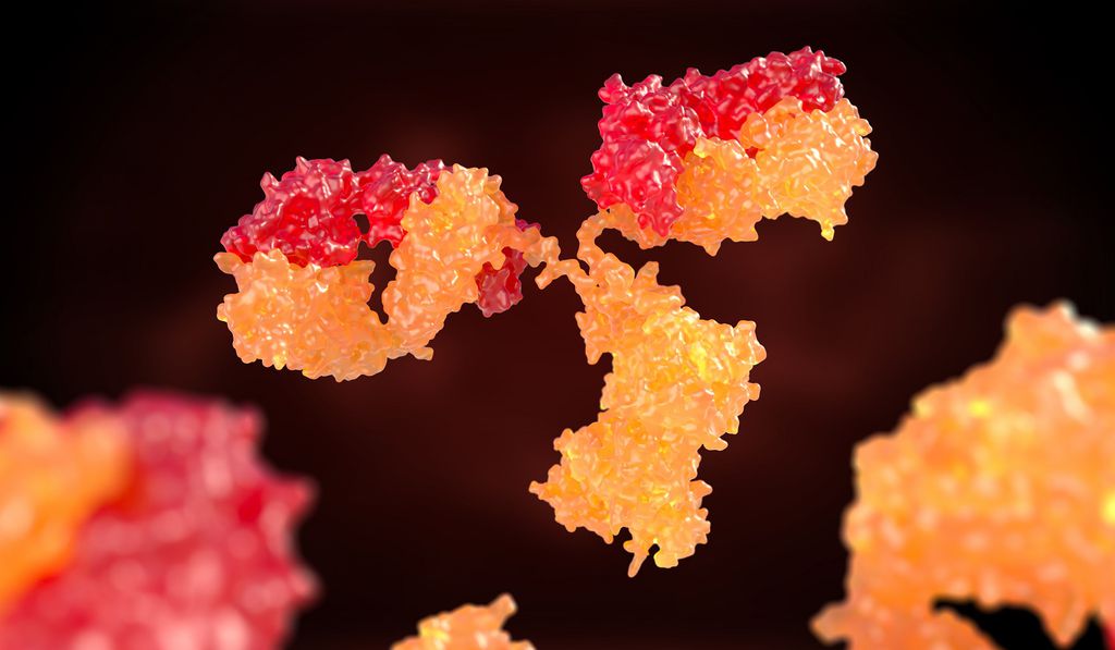 Nas doenças autoimunes, os anticorpos atuam contra o próprio organismo (Foto: iLexx/Envato Elements)