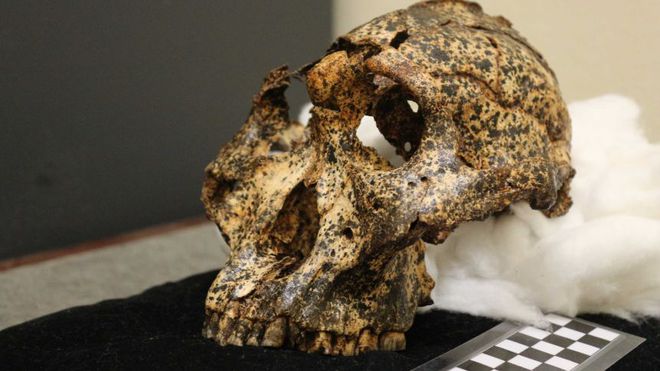 Estudo de crânio de espécie prima dos humanos traz pistas sobre nossa evolução
