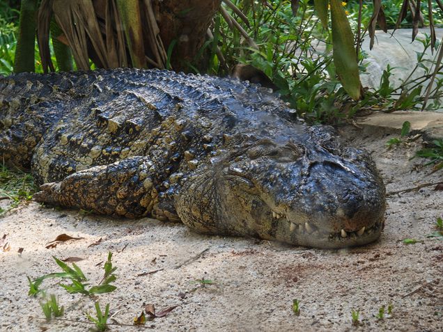 Honor Magic V5 - Teste de câmeras