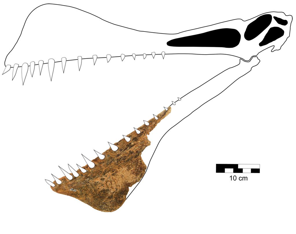 Pterossauro descoberto na Austrália teria sido um "dragão da vida real"