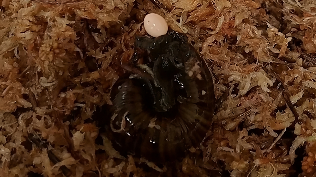 Nova Zelândia | Vídeo capta momento em que caracol-da-lama bota ovo pelo pescoço
