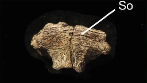 Estudo encontra DNA preservado em fóssil de dinossauro de 75 milhões de anos