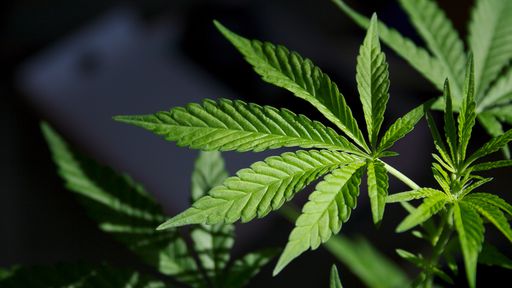 Consumo de cannabis pode trazer riscos para pessoas com problemas de coração