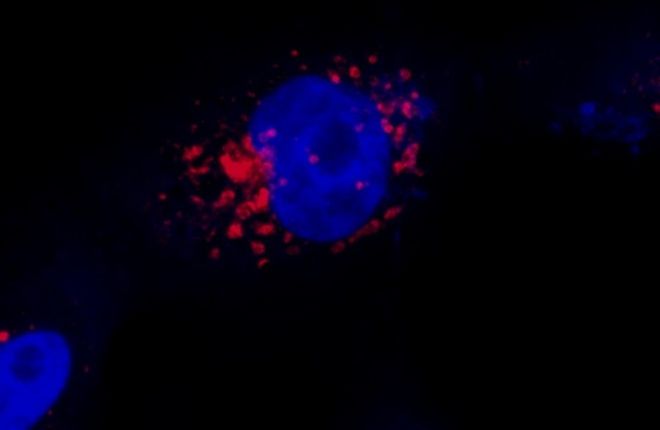 Para entender como age o coronavírus nas células, pesquisadores criam técnica que permite sua visualização em 3D (Imagem: Luana Nunes Santos/Unicamp)