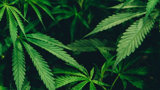 Estudo relaciona consumo de cannabis a tentativas de suicídio e faz alerta