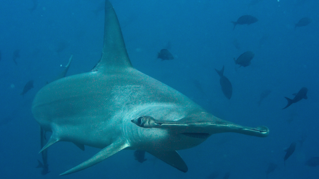 Uma jovem fêmea de tubarão-martelo foi seguida em seu trajeto de centenas de quilômetros até o vulcão da Ilha Cocos (Imagem: Planeta Vivo/Netflix/Divulgação)