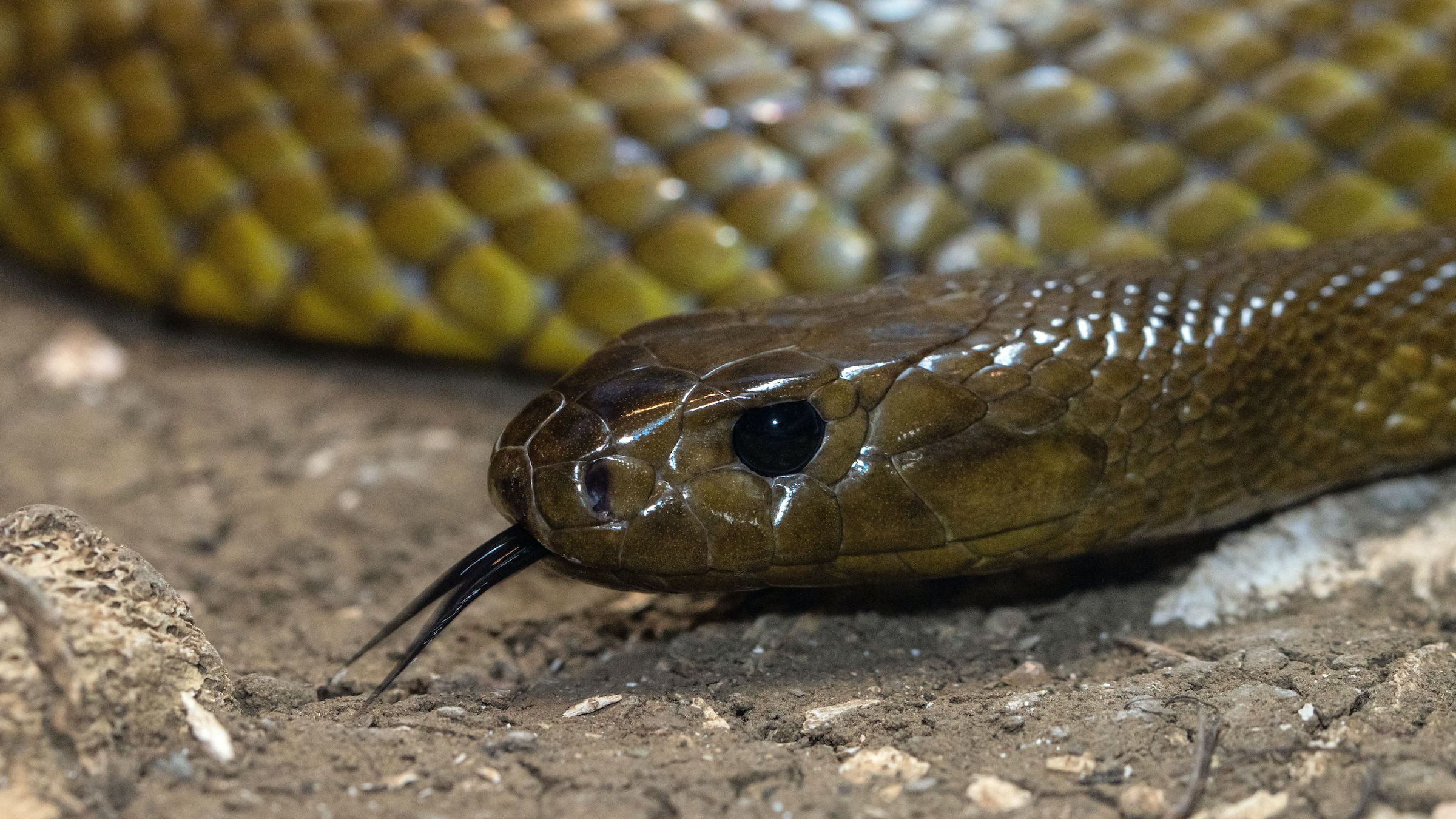 Qual é a cobra mais venenosa do mundo? E do Brasil?