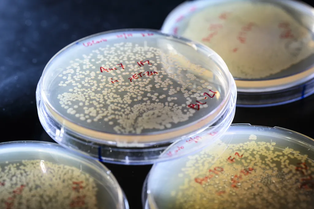 Placas de Petri com culturas de moléculas de DNA primordial (Imagem: Reprodução/Jeff Miller)