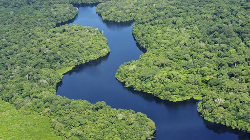 Desmatamento tem reduzido diversidade de peixes em riachos da Amazônia