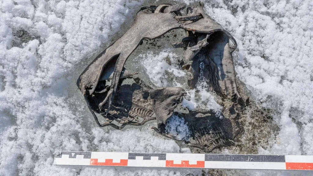 Sapato nas condições em que foi encontrado pelo guia e pelos cientistas, entre o gelo da montanha (Imagem: spen Finstad/Glacier Archaeology Program Innlandet)