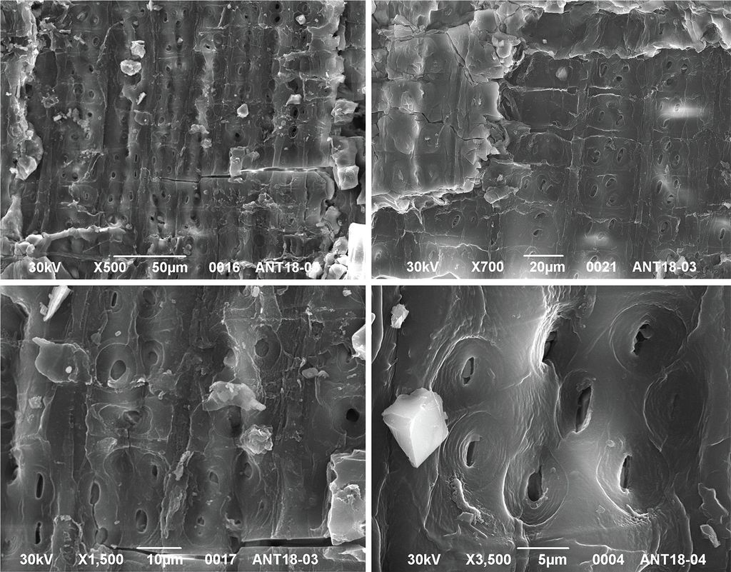Carvão de gimnosperma analisados em microscópio eletrônico de varredura (Imagem: Reprodução/Lima et al./Polar Research)