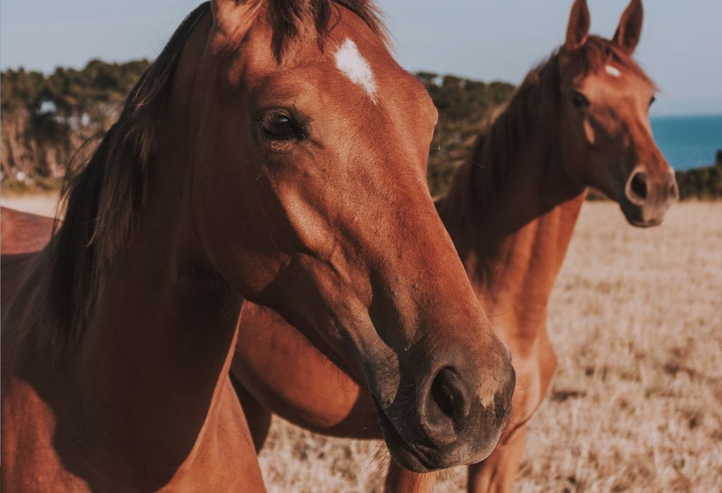Anticorpos contra o coronavírus são produzidos em cavalos para o soro do Butantan (Imagem: Reprodução/Mathias P.R. Reding/Unsplash)