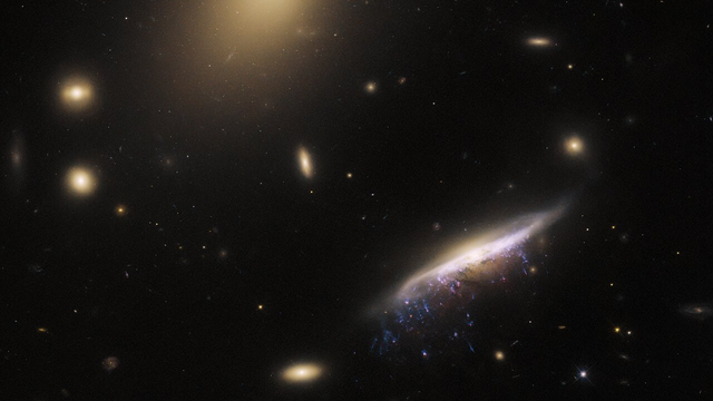 ESA/Hubble & NASA, M. Gullieuszik and the GASP team 