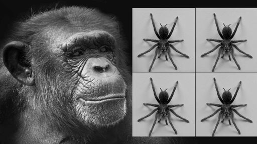 Giro da Saúde: herpes B, macacos e morte; aranha que salva corações; e mais!