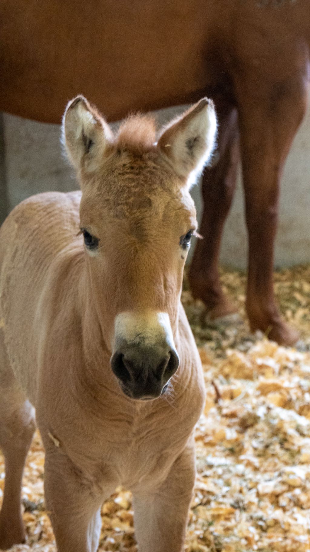 Conheça Kurt, cavalo em risco de extinção que foi clonado com DNA de 40 anos