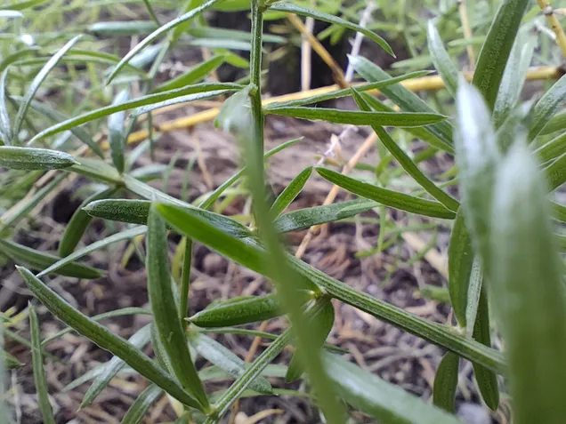 Poco F5 Pro - C&acirc;mera principal