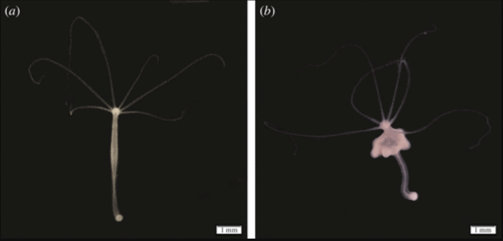 Na esquerda, o broto da hidra que não desenvolveu câncer, e, à direita, broto da hidra com câncer contagioso (Imagem: Tissot et al./Biological Sciences)