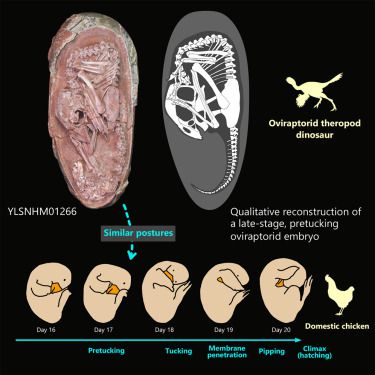 Embrião de dinossauro é encontrado quase intacto dentro de ovo fossilizado