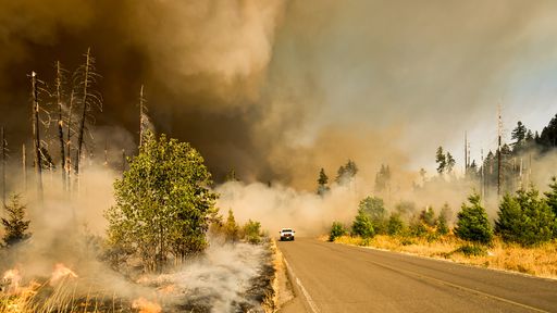 O que os incêndios florestais têm a ver com o domínio da variante Delta nos EUA?