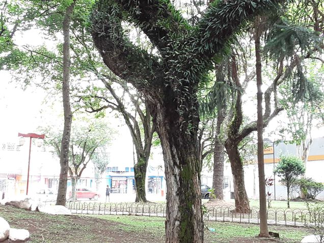 Foto tirada com o zoom 2x do Samsung Galaxy Tab A S Pen