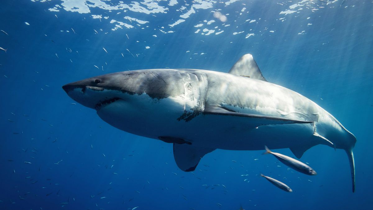 A acidificação dos oceanos pode corroer os dentes dos seus maiores predadores