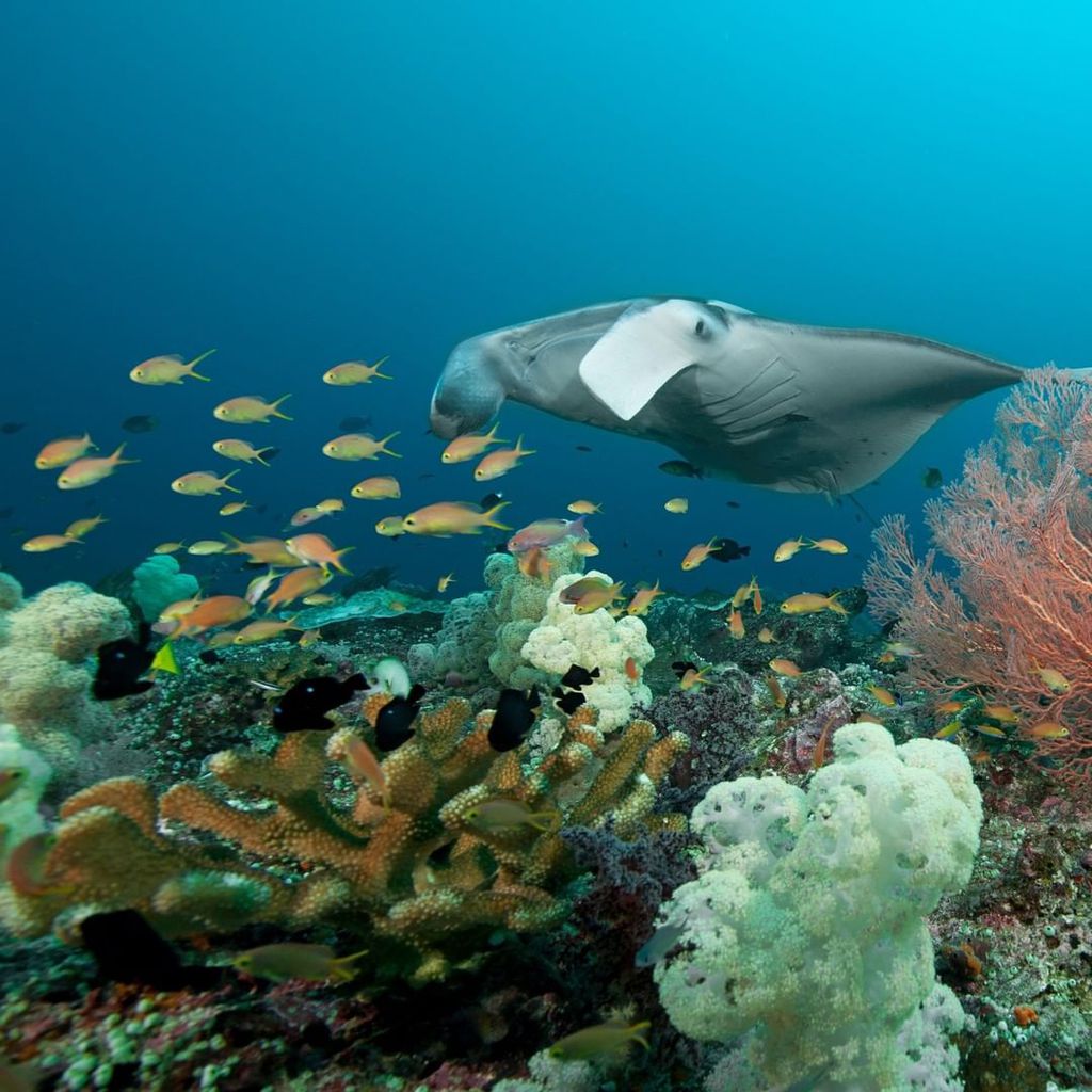 Os recifes de corais são responsáveis por abrigar as maiores biodiversidades do mundo (Imagem: Reprodução/Mission Blue/Tobias Zimmer/Shawn Heinrichs)