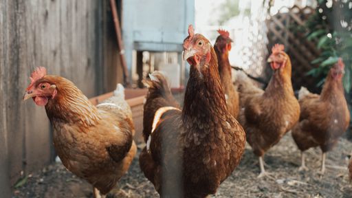Rússia reporta primeiro caso de gripe aviária H5N8 em seres humanos