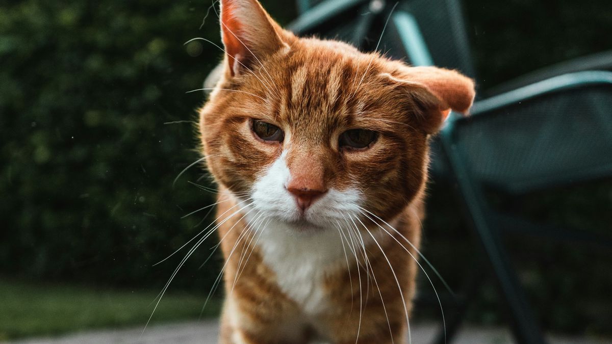 O seu gato também pode ter demência — anote os 8 sinais que você deve observar