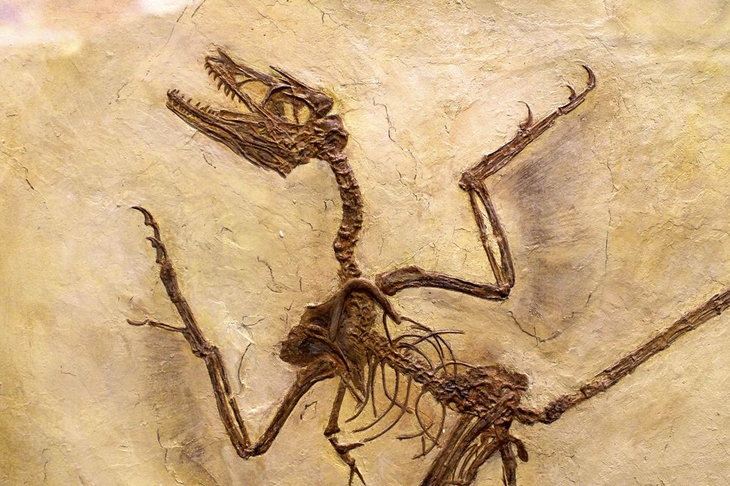 É raro que penas e suas proteínas fiquem preservadas em fósseis de dinossauro — na foto, impressões de penas de microrraptor em uma preservação excepcional (Imagem: Hiroshi Nishimoto/Flickr/CC-BY-2.0)