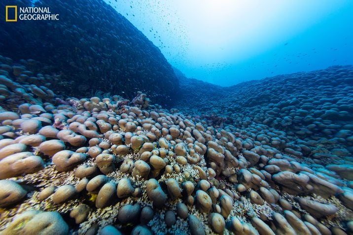 Maior coral do mundo