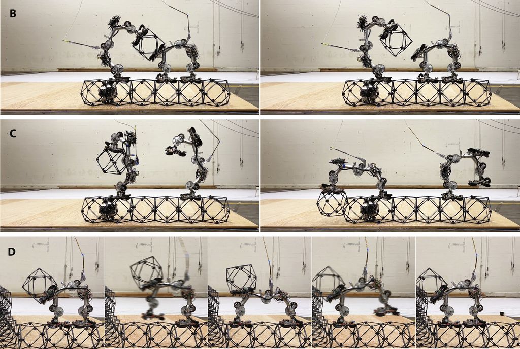 Robôs montam estruturas leves e resistentes (Imagem: Gregg et al, 2024/Science Robotics)