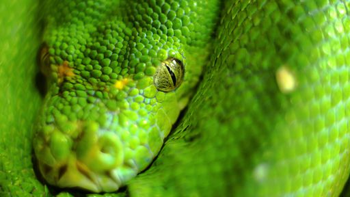 Humanos poderiam produzir veneno igual cobra; pelo menos existem genes para isso