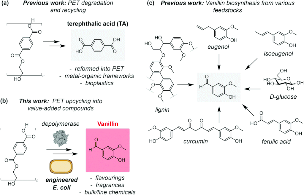 Transformação do plástico PET em vanilina usando a bactéria E. coli (Imagem: Reprodução/University of Edinburgh)