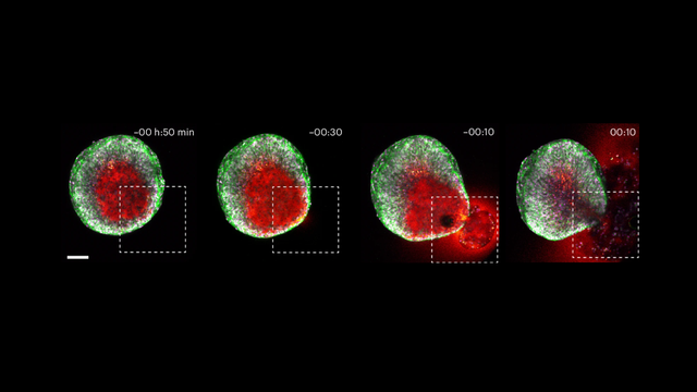Thomas et al., 2024/Nature Cell Biology