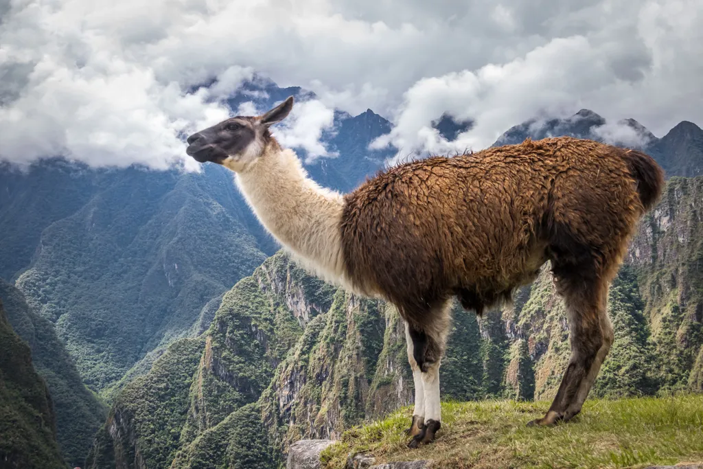 Lhamas são maiores que as alpacas (Imagem: Diegograndi/Envato)