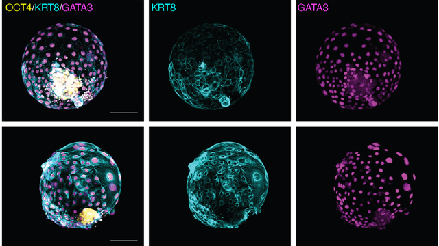 Iyer et al, 2024/Cell