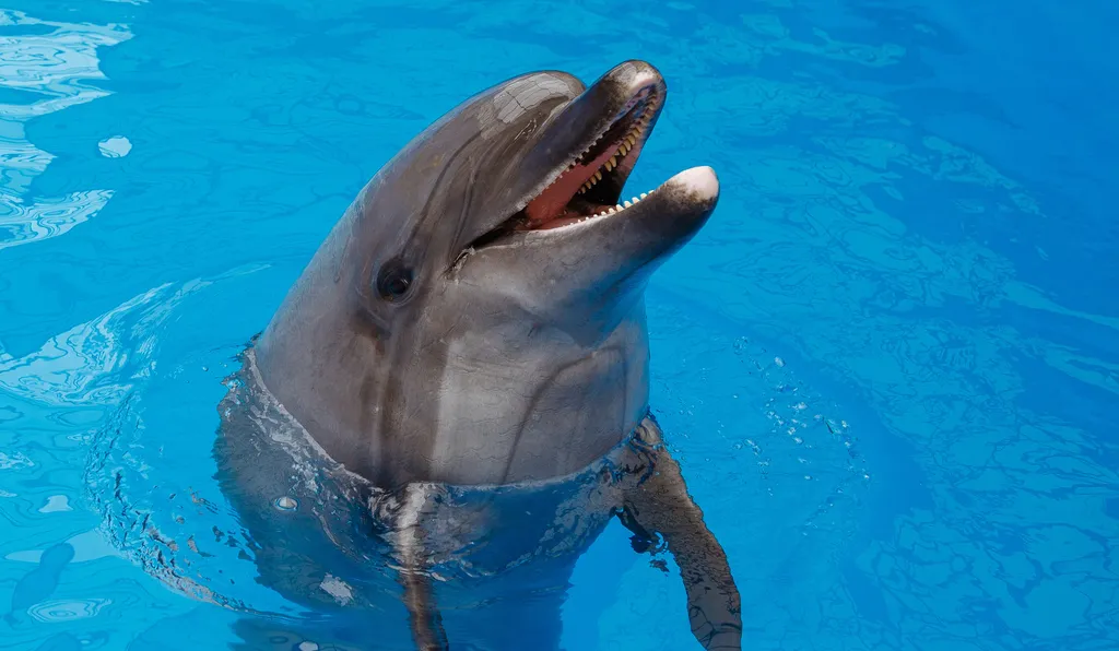 Dolphins have several aquatic adaptations, such as increased body mass and carnivorous behavior — in addition to being unable to walk on land, they would not support their body weight without buoyancy, making it virtually impossible to become a land creature again (Image: Santiaga/Envato)