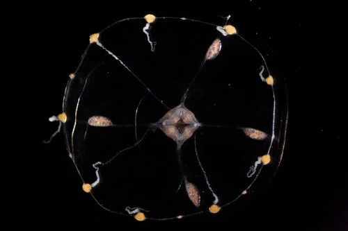 As águas-vivas não têm cérebro centralizado, mas organizam suas redes neurais para tarefas do dia a dia (Foto: Reprodução/Weissbourd/DeGiorgis)